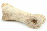 Theropod (Struthiomimus?) Toe Bone - Montana #268531-1